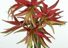 hippeastrum La Paz ® (1)